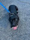 Found dog alert in absecon area