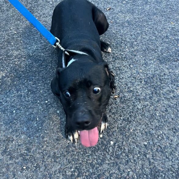 Found dog alert in absecon area - photo licensed by shore news network.