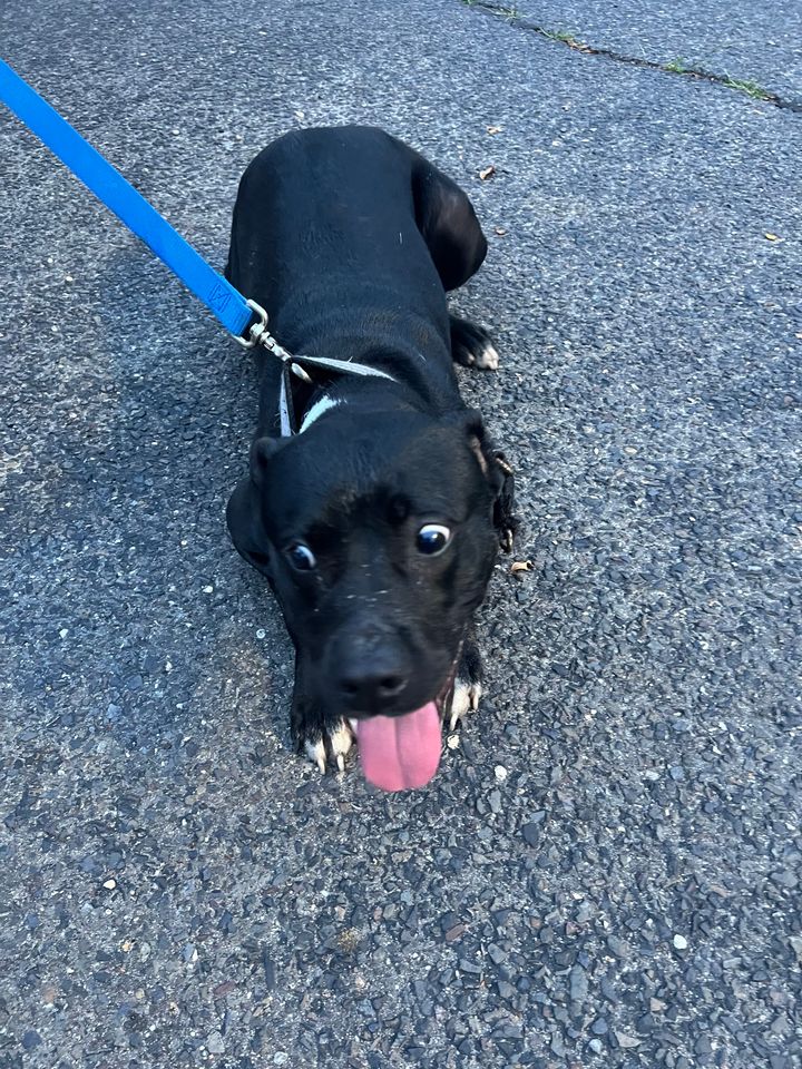 Found Dog Alert in Absecon Area