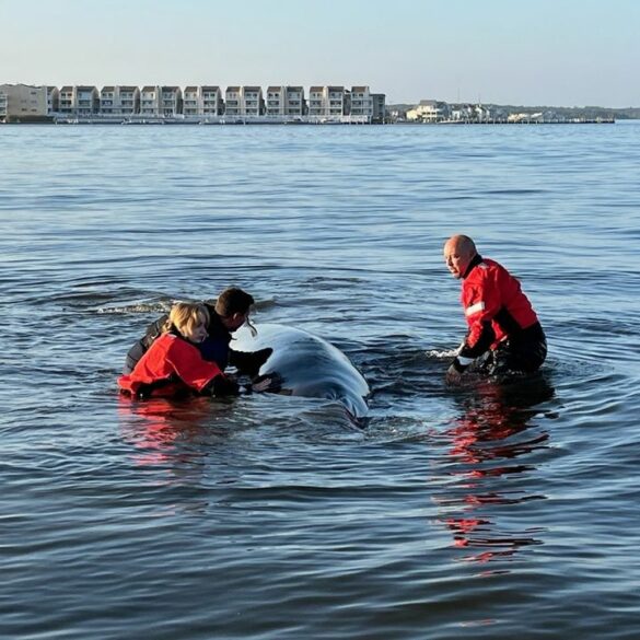 Stranded whale freed in barnegat bay swims off into sunset beached again - photo licensed by shore news network.