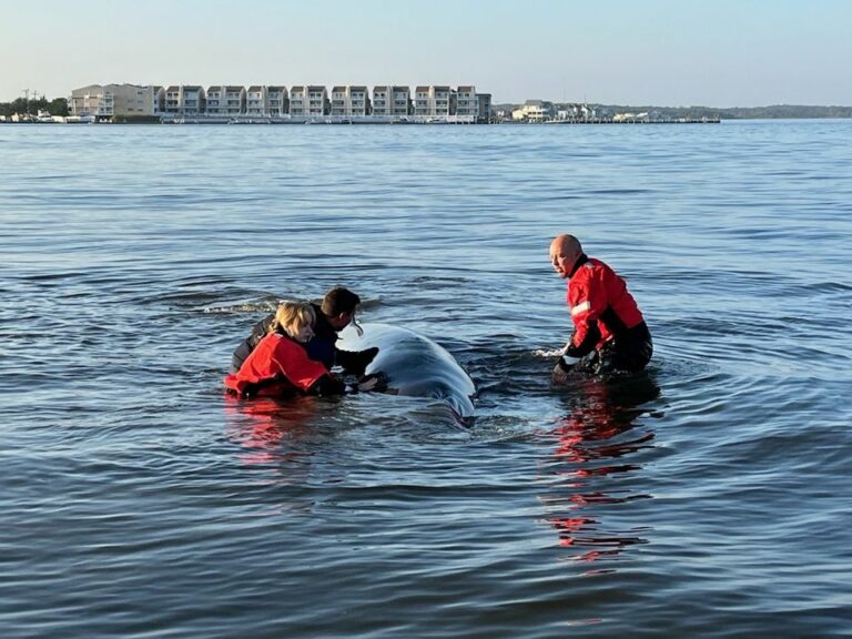 Stranded whale freed in barnegat bay swims off into sunset beached again - photo licensed by shore news network.