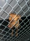 Stray dog found near racquet club apartments