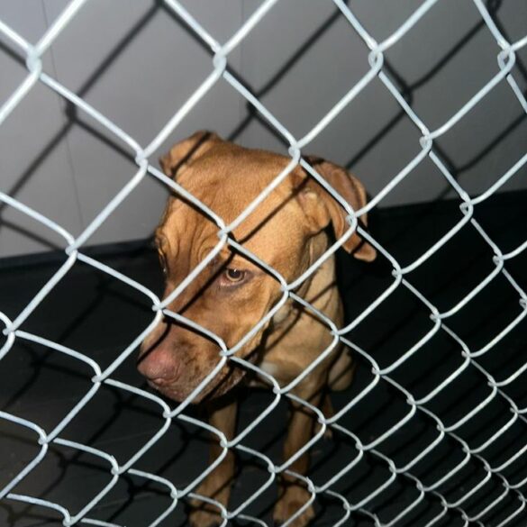 Stray dog found near racquet club apartments - photo licensed by shore news network.