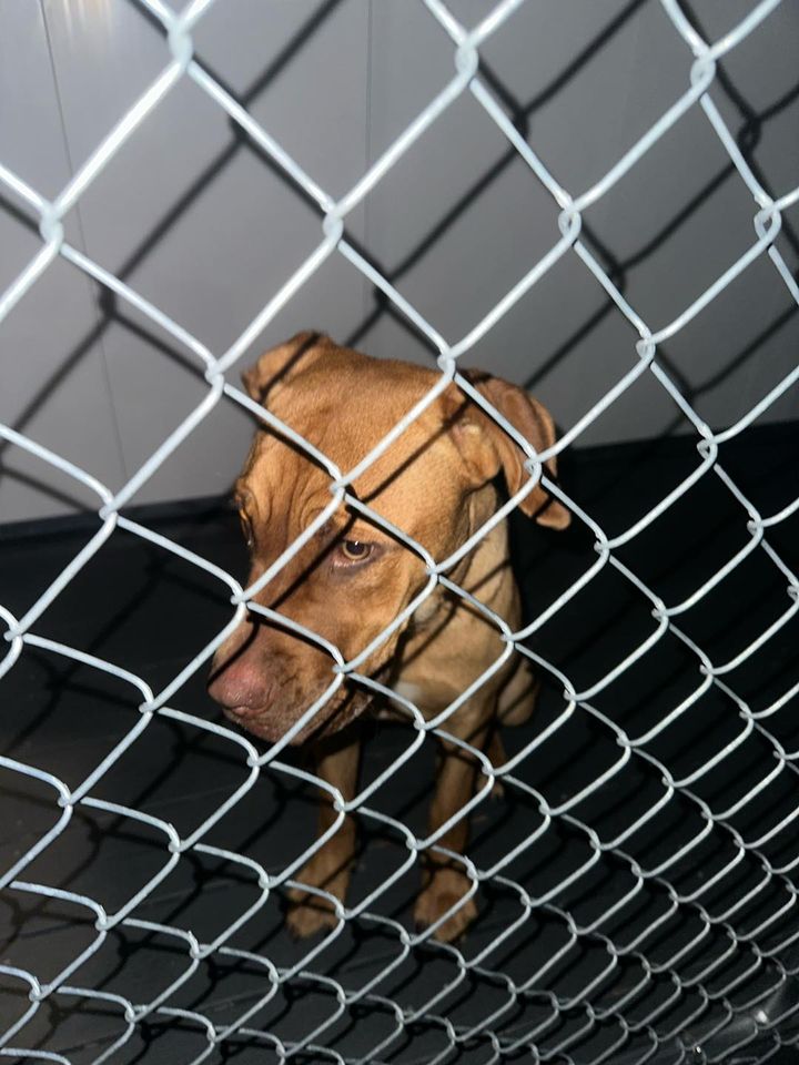 Stray Dog Found Near Racquet Club Apartments