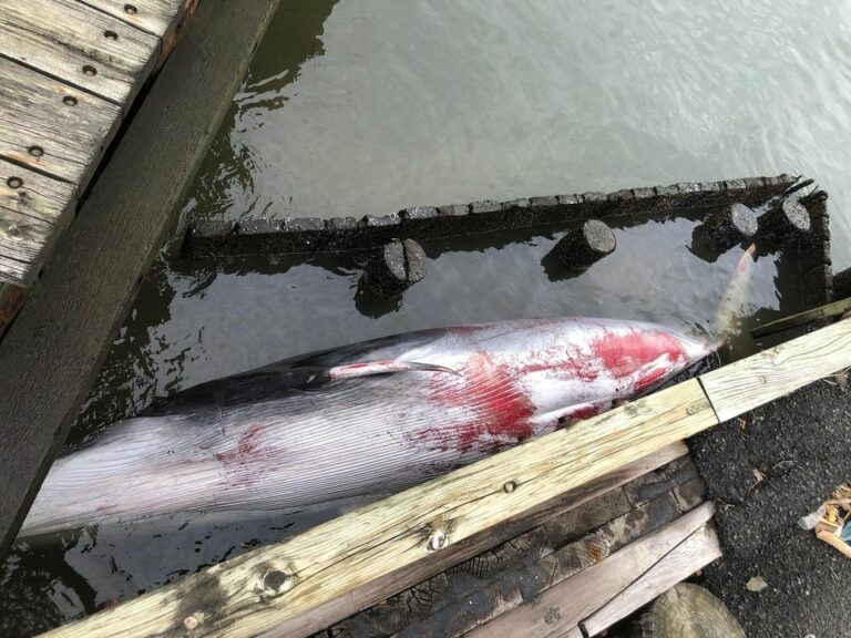 Marine mammal center to recover body of dead whale found in middletown - photo licensed by shore news network.