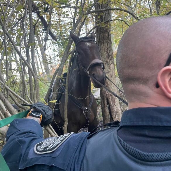 Suffolk county police rescue horse stuck in mud at blydenburgh park - photo licensed by shore news network.