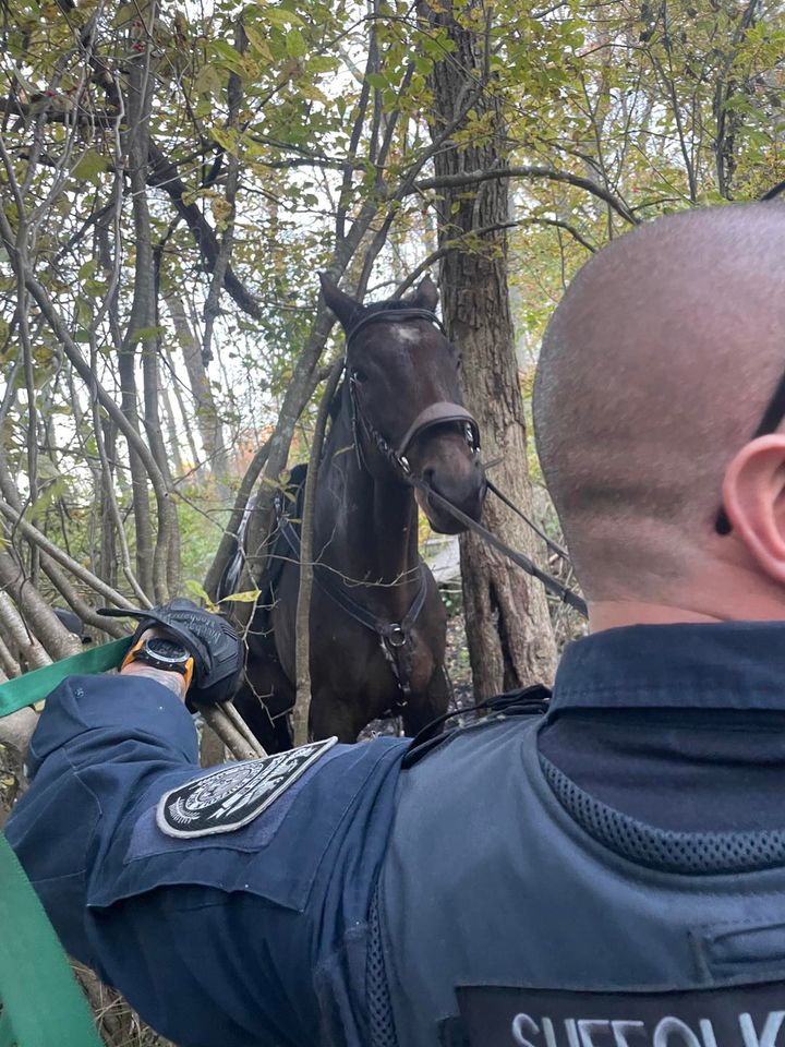 Suffolk County Police Rescue Horse Stuck in Mud at Blydenburgh Park