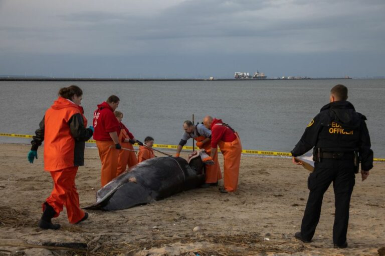 Experts conduct necropsy on minke whale found dead at leonardo state marina - photo licensed by shore news network.