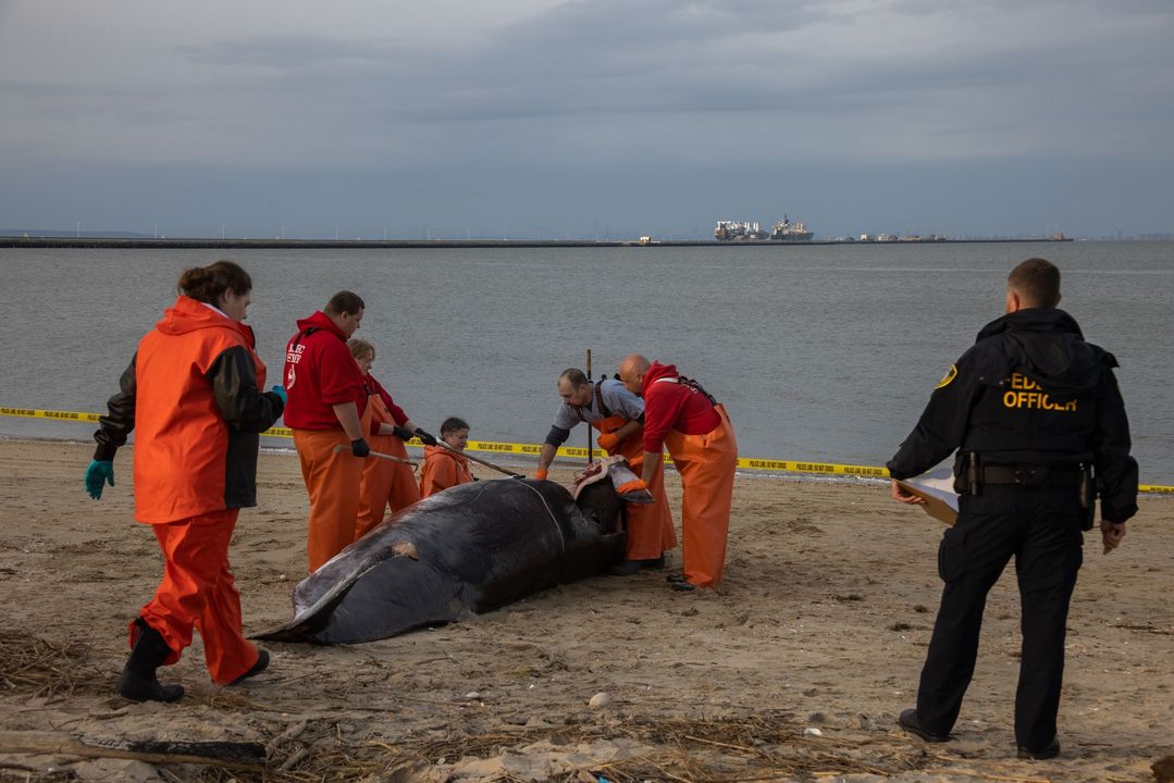 Experts Conduct Necropsy on Minke Whale Found Dead at Leonardo State Marina