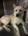 Lost dog found overnight in belleville awaits owner at police station