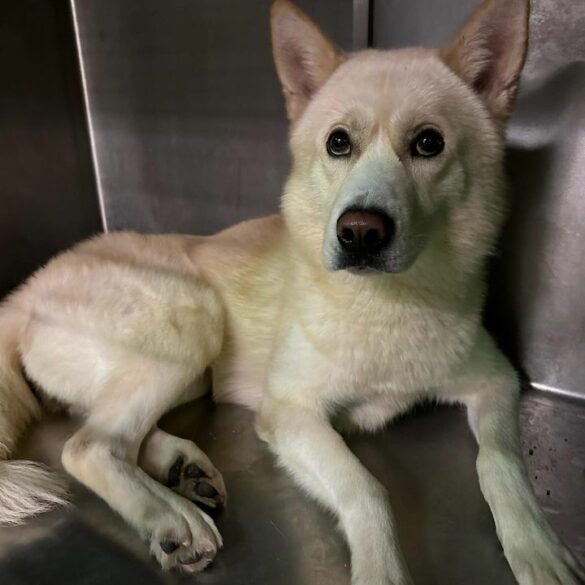 Lost dog found overnight in belleville awaits owner at police station - photo licensed by shore news network.