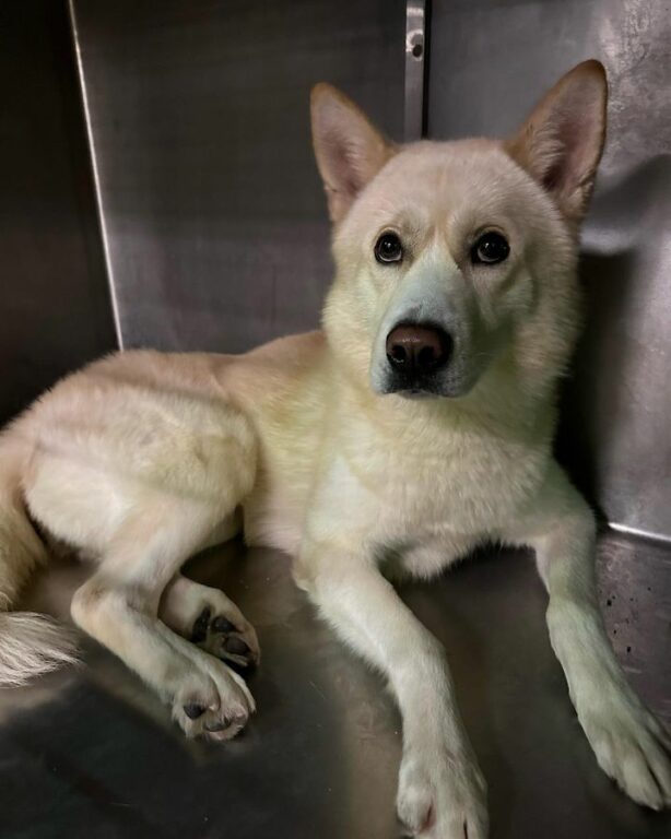 Lost Dog Found Overnight in Belleville Awaits Owner at Police Station
