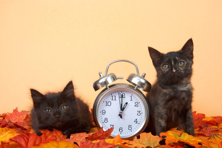 Fall back next sunday! Here’s what to know about daylight saving time in new jersey - photo licensed by shore news network.