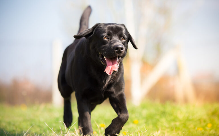 National black dog day promotes adoption of often overlooked canines - photo licensed by shore news network.