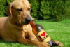 New Jersey Bill Would Allow Dogs to Visit Breweries