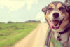 The most popular dog name in new jersey for 2023 is...