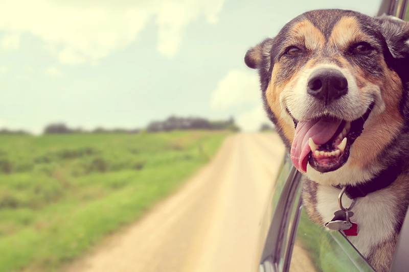 The Most Popular Dog Name In New Jersey for 2023 Is...