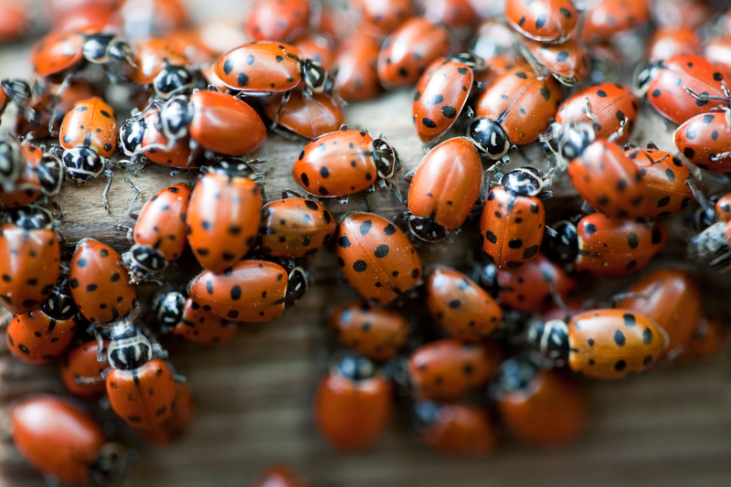 Lady bugs gathering in a mass