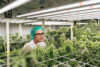 Marijuana farm coming to south jersey Marijuana farm coming to south jersey