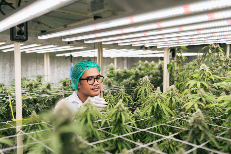 Marijuana Farm Coming to South Jersey