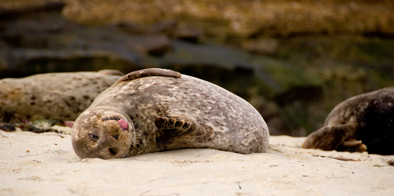 Harbor Seals Return to the Jersey Shore, Public Advised to Keep Their Distance