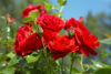 It's fall in new jersey, should you prune your rose bushes?