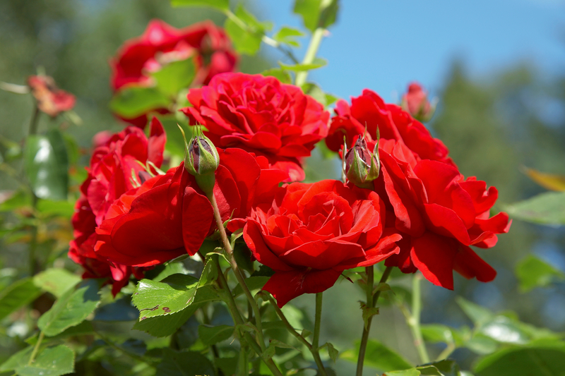 It's Fall in New Jersey, Should You Prune Your Rose Bushes?