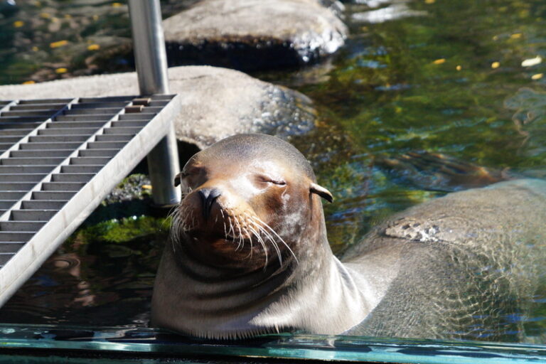 Sea lion escapes central park zoo enclosure during massive flooding - photo licensed by shore news network.