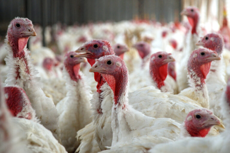 How new avian flu outbreak could affect turkey dinners in new jersey on thanksgiving - photo licensed by shore news network.