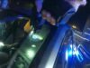 Watch: high-speed chase ends in arrest of three teens for armed carjacking