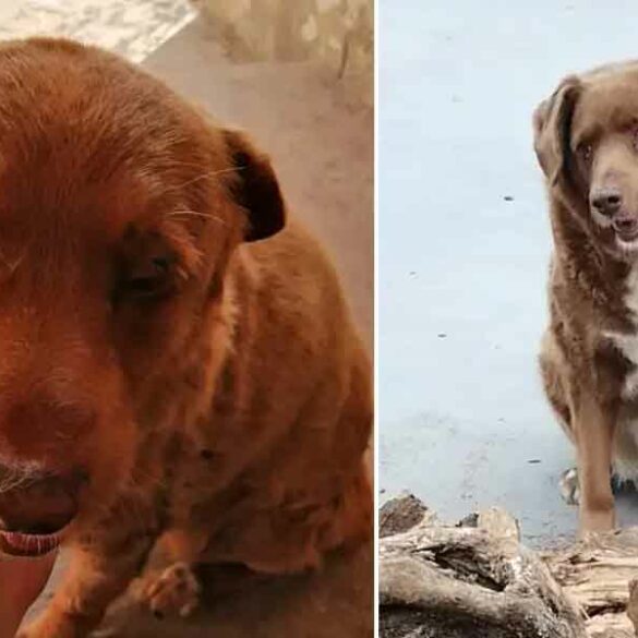 World's oldest dog dead at 31 - photo licensed by shore news network.