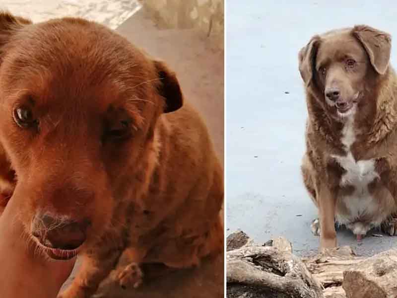 World's Oldest Dog Dead at 31