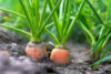 Another growing season in the garden state is coming to an end
