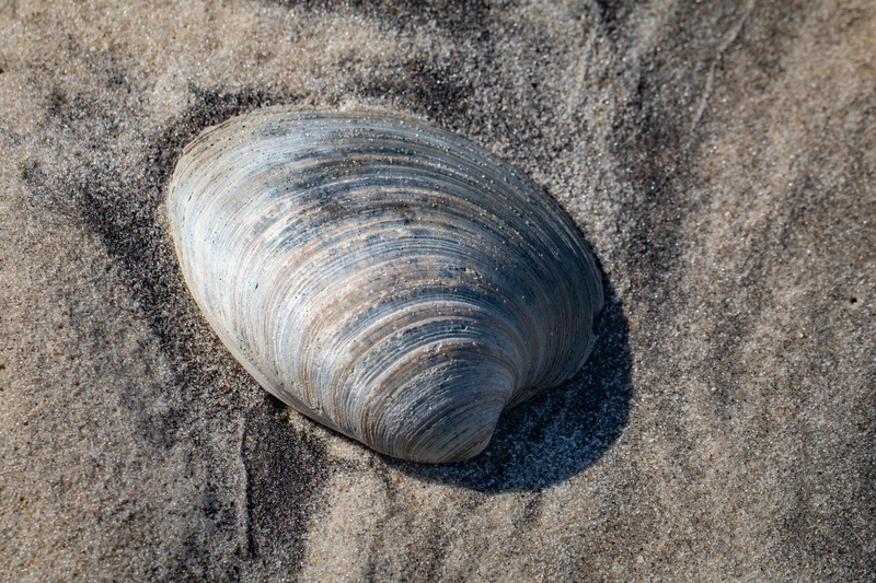 New Jersey Has a State Sea Shell and It's Probably Not What You Expected