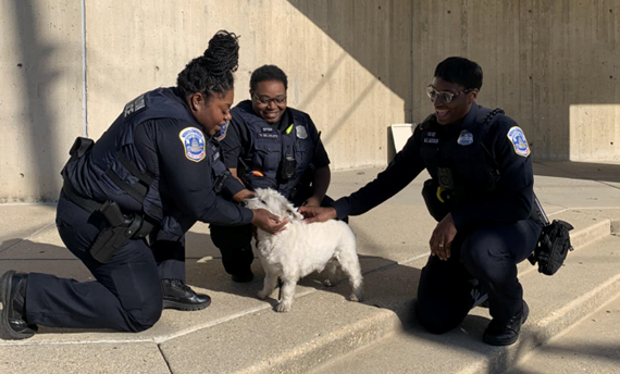 Dog Stolen at Gunpoint in D.C. Last Weekend Reunites with Owner