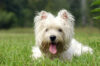 Woman has dog stolen at gunpoint in d. C. Robbery