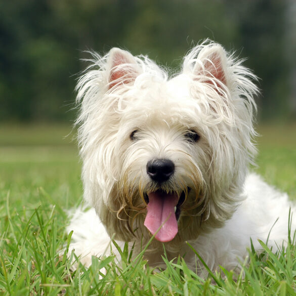 Woman has dog stolen at gunpoint in d. C. Robbery - photo licensed by shore news network.