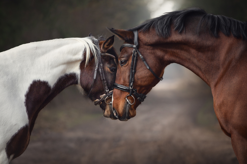 Herpes Cases Reported in Horses in North Jersey