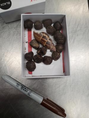 Border Patrol Intercept International Giraffe Poop Smuggler at Airport