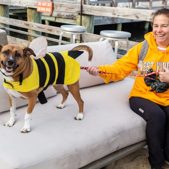 Highlands hosts 6th annual howl-o-ween event for dogs and owners - photo licensed by shore news network.