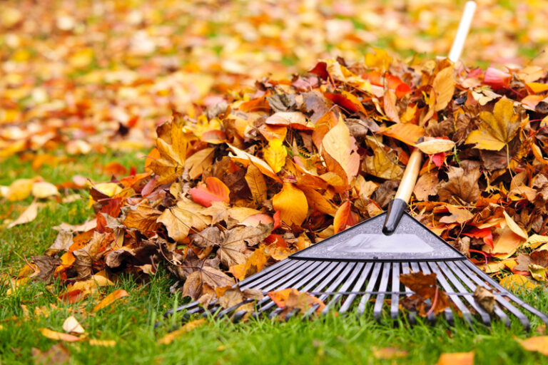 Toms river announces leaf collection schedule for fall - photo licensed by shore news network.
