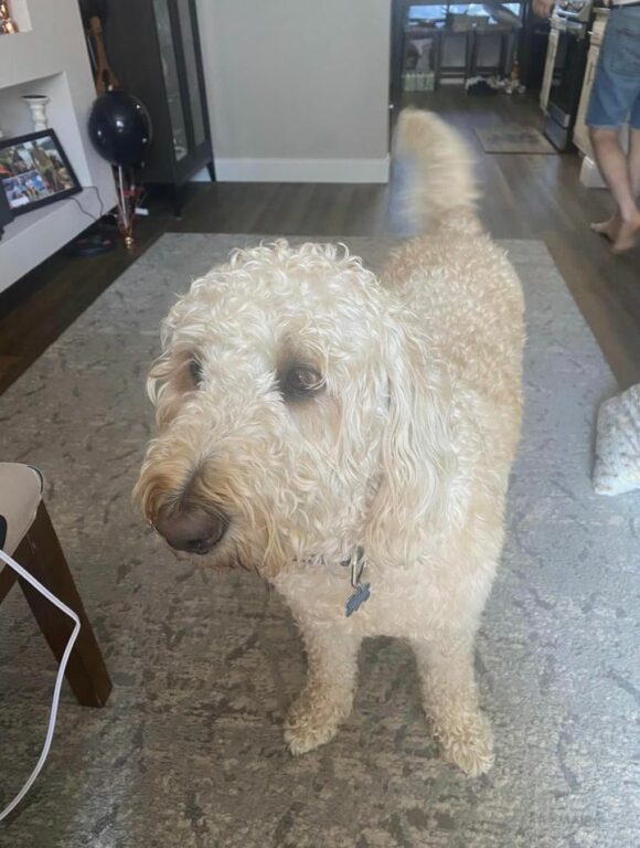 Burlington Police Seeking Lost Dog Possibly Injured by Car