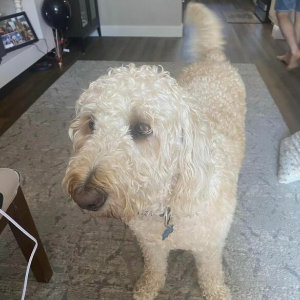 Burlington police seeking lost dog possibly injured by car - photo licensed by shore news network.