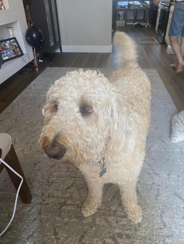 Burlington Police Seeking Lost Dog Possibly Injured by Car