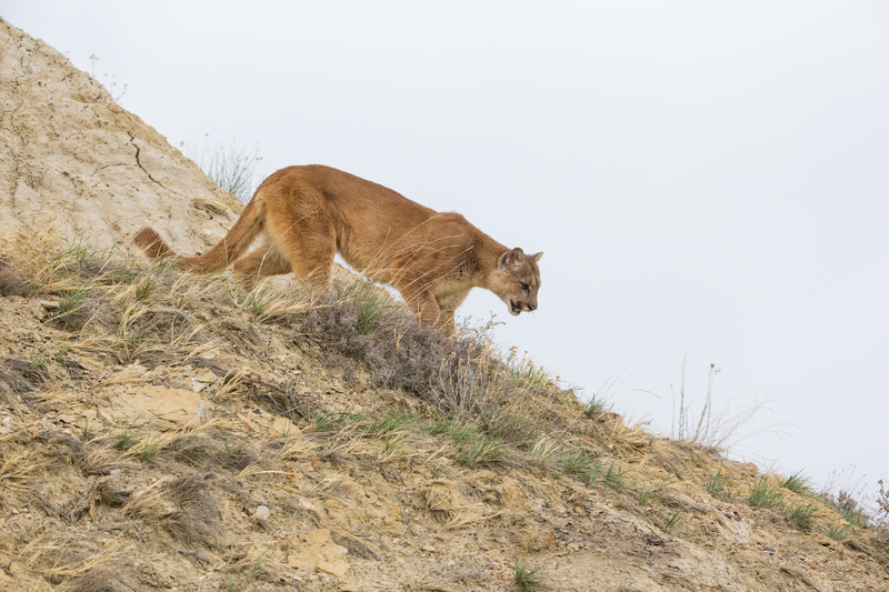 Mountain Lion Sighting Reported in Lower Macungie; Police Urge Residents to Call 911