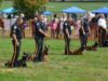 Paws in the parkdog friendly celebration at goffle brook park