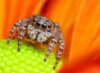 There are spiders on donuts at dunkin across new jersey