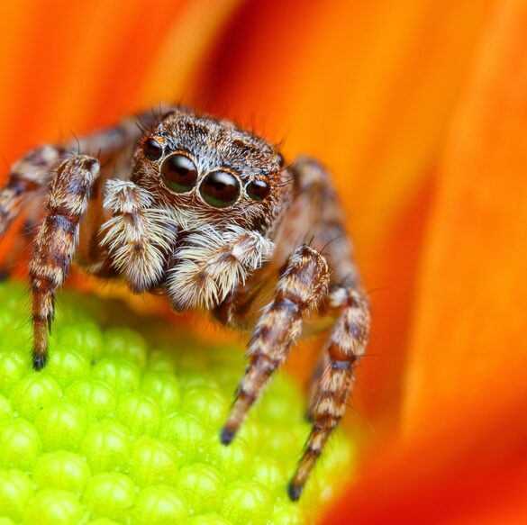 There are spiders on donuts at dunkin across new jersey - photo licensed by shore news network.