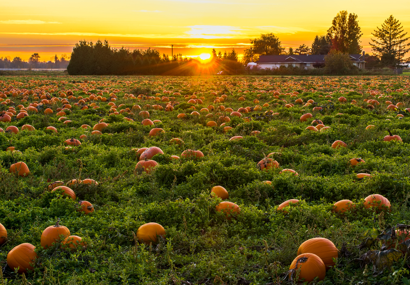 Pumpkin Patches, Apple Picking and Orchards Highlight Fall Season in New Jersey