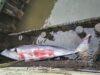 Whale found dead, floating at marina in governor phil murphy's hometown